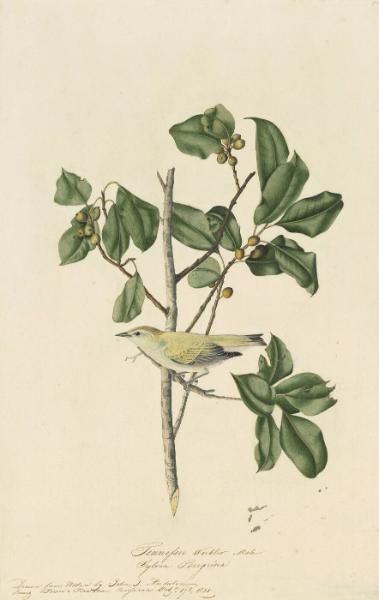 Tennessee Warbler (Leiothlypis peregrina), Study for Havell pl. 154