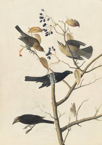 Rusty Blackbird (Euphagus carolinus), Study for Havell pl. 157