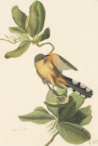 Mangrove Cuckoo (Coccyzus minor), Study for Havell pl. 169