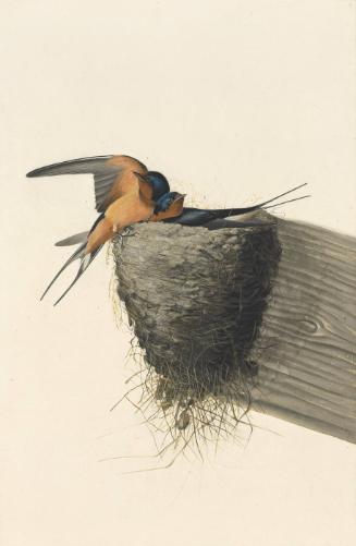 Barn Swallow (Hirundo rustica), Study for Havell pl. 173