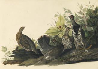 Spruce Grouse (Canachites canadensis), Study for Havell pl. 176