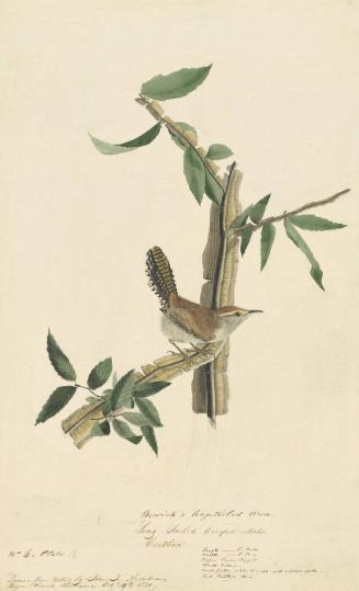 Bewick's Wren (Thryomanes bewickii), Study for Havell pl. 18