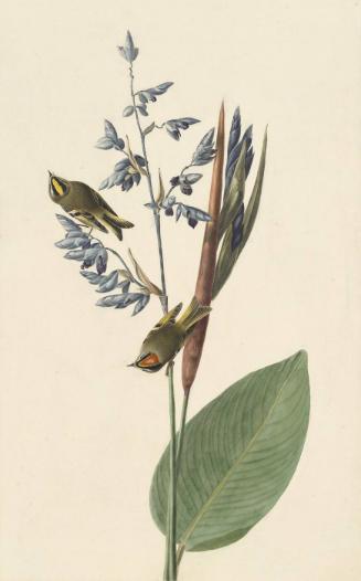 Golden-crowned Kinglet (Regulus satrapa), Study for Havell pl. 183