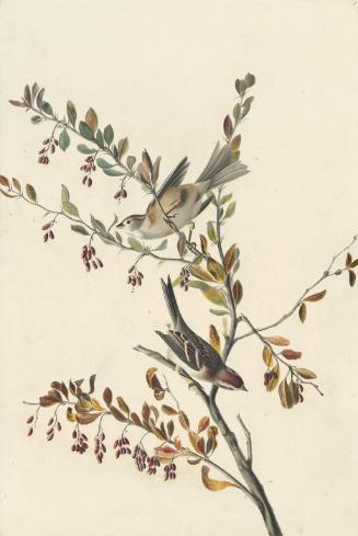 American Tree Sparrow (Spizelloides arborea), Study for Havell pl. 188