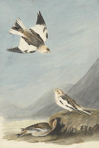 Snow Bunting (Plectrophenax nivalis), Study for Havell pl. 189