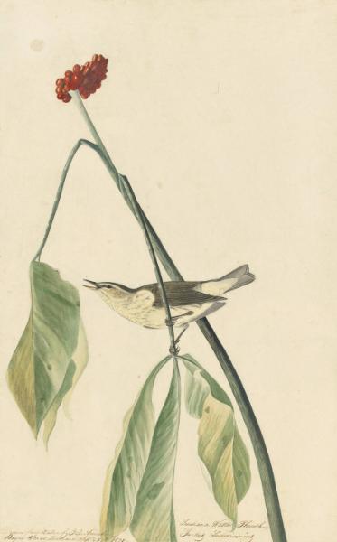 Louisiana Waterthrush (Seiurus motacilla), Study for Havell pl. 19