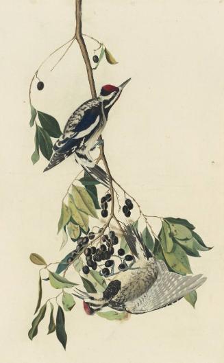Yellow-bellied Sapsucker (Sphyrapicus varius), Study for Havell pl. 190