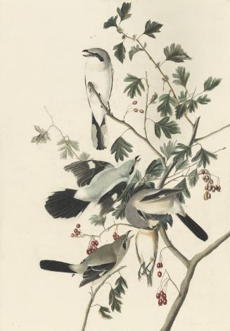 Northern Shrike (Lanius excubitor), Study for Havell pl. 192