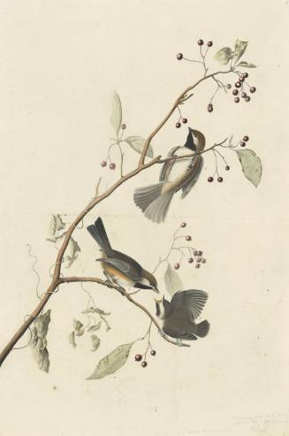 Boreal Chickadee (Poecile hudsonica), Study for Havell pl. 194