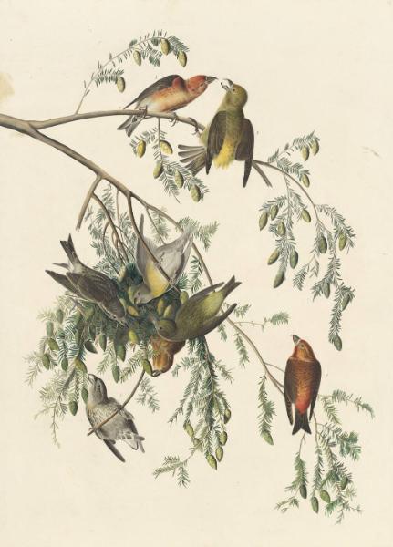 Red Crossbill (Loxia curvirostra), Study for Havell pl. 197