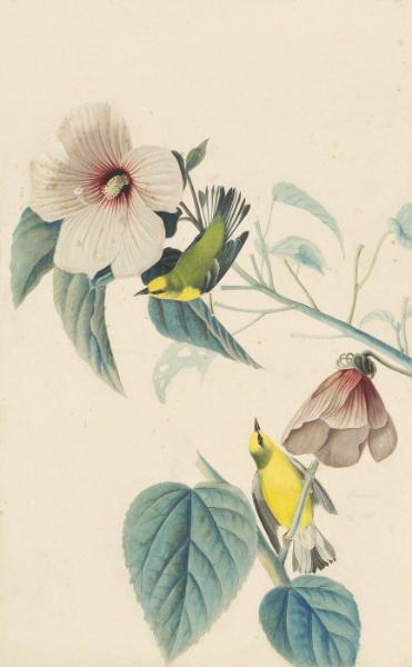 Blue-winged Warbler (Vermivora pinus), Study for Havell pl. 20