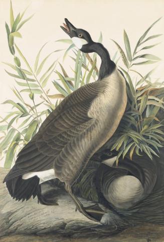 Canada Goose (Branta canadensis), Study for Havell pl. 201