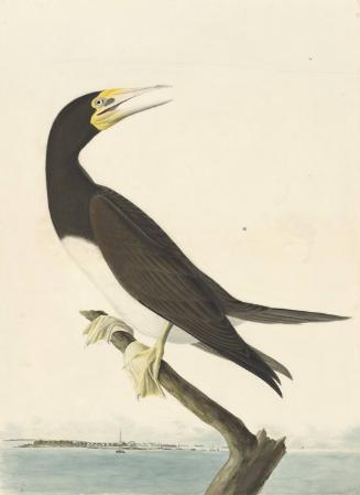 Brown Booby (Sula leucogaster), Study for Havell pl. 207