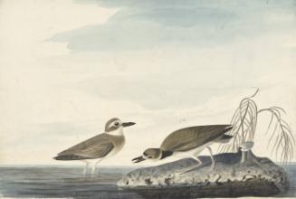 Wilson's Plover (Charadrius wilsonia), Study for Havell pl. 209