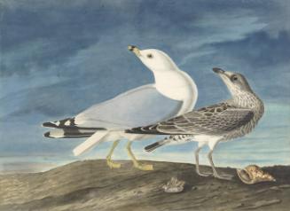Ring-billed Gull (Larus delawarensis), Study for Havell pl. 212