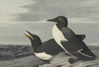 Common Murre (Uria aalge), Study for Havell pl. 218