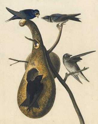 Purple Martin (Progne subis), Study for Havell pl. 22