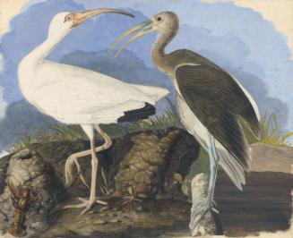 White Ibis (Eudocimus albus), Study for Havell pl. 222