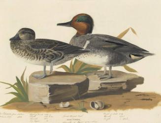 Green-winged Teal (Anas crecca), Study for Havell pl. 228