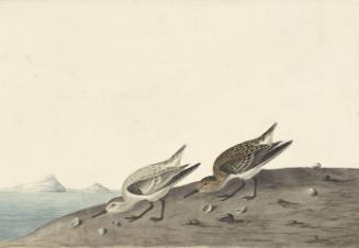 Sanderling (Calidris alba), Study for Havell pl. 230
