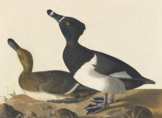 Ring-necked Duck (Aythya collaris), Study for Havell pl. 234