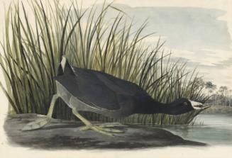 American Coot (Fulica americana), Study for Havell pl. 239
