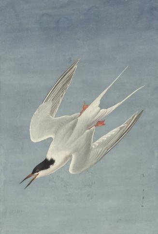 Roseate Tern (Sterna dougallii), Study for Havell pl. 240