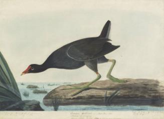 Common Gallinule (Gallinula galeata), Study for Havell pl. 244