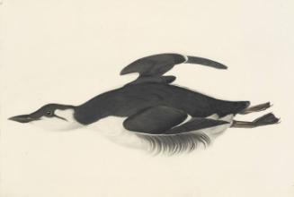Thick-billed Murre (Uria lomvia), Study for Havell pl. 245