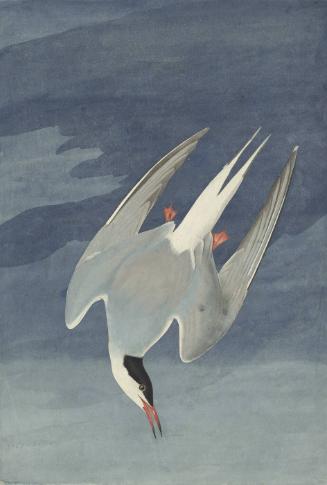 Arctic Tern (Sterna paradisaea), Study for Havell pl. 250