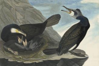 Great Cormorant (Phalacrocorax carbo), Havell plate no. 266