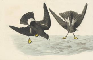 Wilson's Storm-Petrel (Oceanites oceanicus), Havell plate no. 270