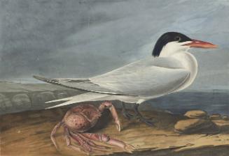 Royal Tern (Sterna maxima), Havell plate no. 273