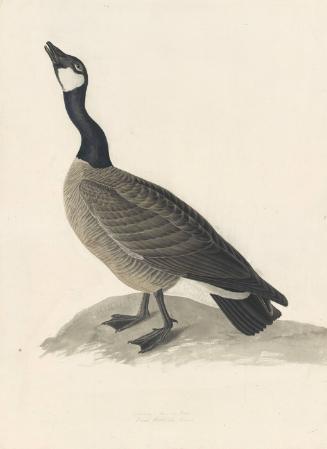 Canada Goose (Branta canadensis), Havell plate no. 277