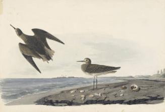 White-rumped Sandpiper (Calidris fuscicollis), Havell plate no. 278