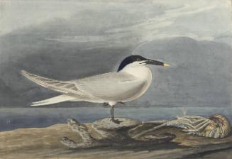 Sandwich Tern (Sterna sandvicensis), Havell plate no. 279