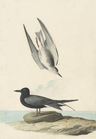 Black Tern (Chlidonias niger), Havell plate no. 280