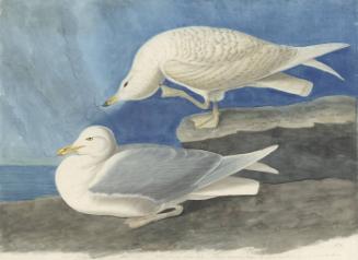 Iceland Gull (Larus glaucoides), Havell plate no. 282