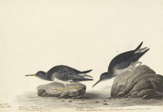 Purple Sandpiper (Calidris maritima), Havell plate no. 284