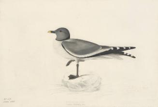 Sabine's Gull (Xema sabini), Havell plate no. 285