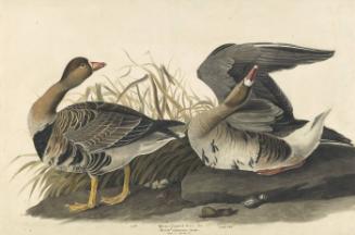 Greater White-fronted Goose (Anser albifrons), Havell plate no. 286