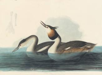 Great Crested Grebe (Podiceps cristatus), Havell plate no. 292; two sketches of a foot