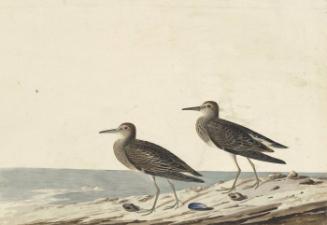 Pectoral Sandpiper (Calidris melanotos), Havell plate no. 294