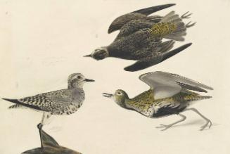 American Golden-Plover (Pluvialis dominica); two studies of a foot, Havell plate no. 300