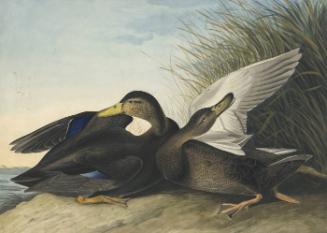 American Black Duck (Anas rubripes), Havell plate no. 302
