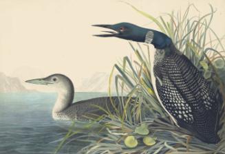Common Loon (Gavia immer), Havell plate no. 306