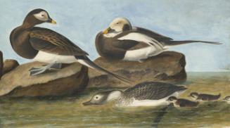 Long-tailed Duck (Clangula hyemalis), Havell plate no. 312