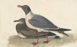 Laughing Gull (Larus atricilla), Havell plate no. 314