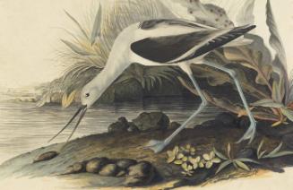 American Avocet (Recurvirostra americana), Havell plate no. 318