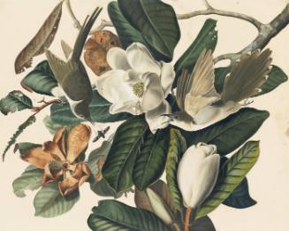 Black-billed Cuckoo (Coccyzus erythrophthalmus), Study for Havell pl. 32